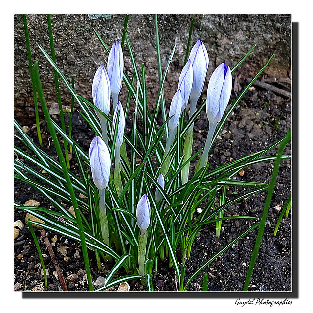 La famille Crocus ...