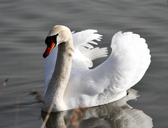 Höckerschwan,
