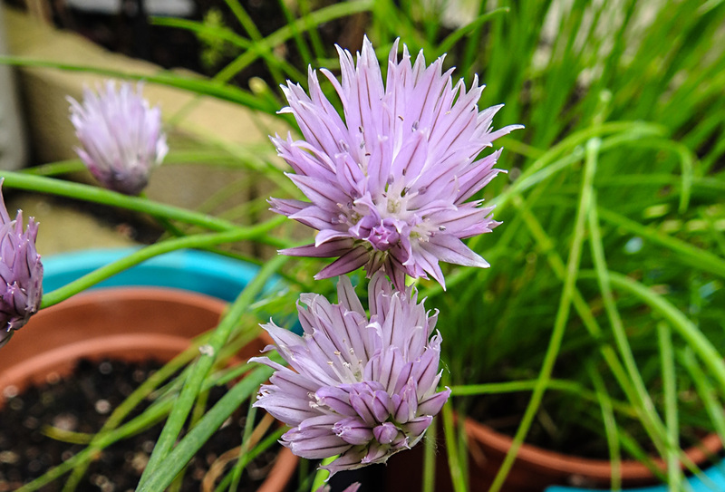 20210604 0404CPw [D~LIP] Schnittlauch (Allium schoenoprasum), Bad Salzuflen