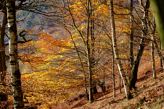 Autumn colours on White Brow