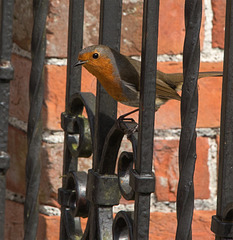 Robin on gate