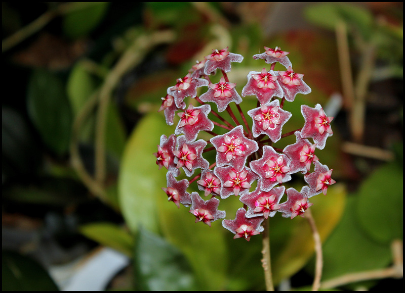 Hoya pubicallix (2)