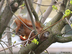 Squirrel eating apple - 3
