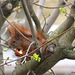 Squirrel eating apple - 3