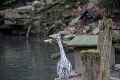 20160303 0204VRAw [D~BI] Graureiher (Ardea cinerea), Tierpark Olderdissen, Bielefeld