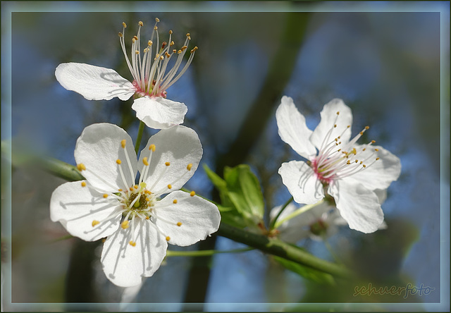 Ein Frühlingsgruss an alle Fotofreunde(dinnen)