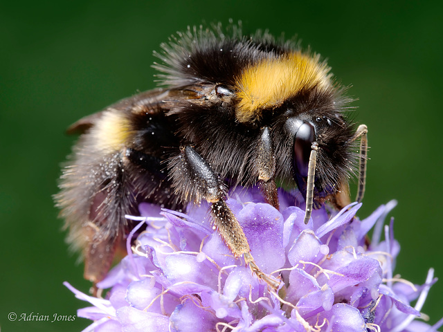 Bumble Bee (Bombus pratorum).