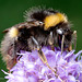 Bumble Bee (Bombus pratorum).