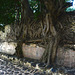 Ethiopia, Gondar, Tree with Roots in the Wall of the Park of Fasilides' Bath