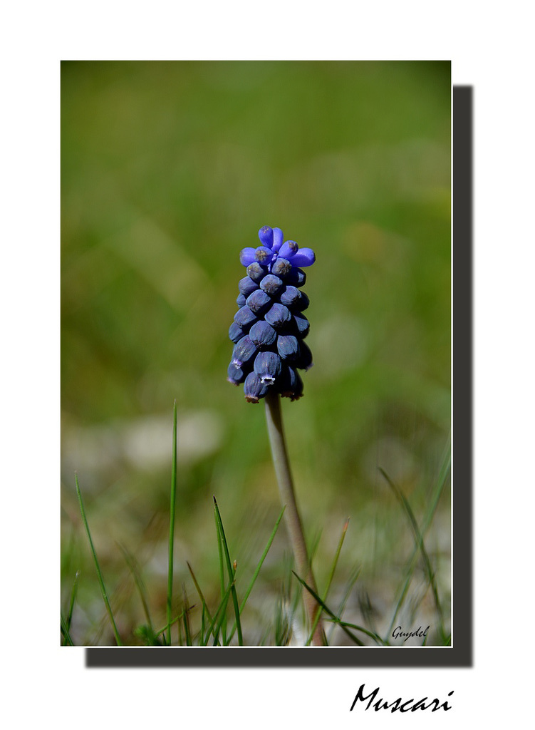 Muscari 2019