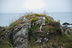 Colourful wild flowers