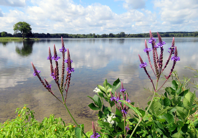 Blue Vervain at the lake shore.