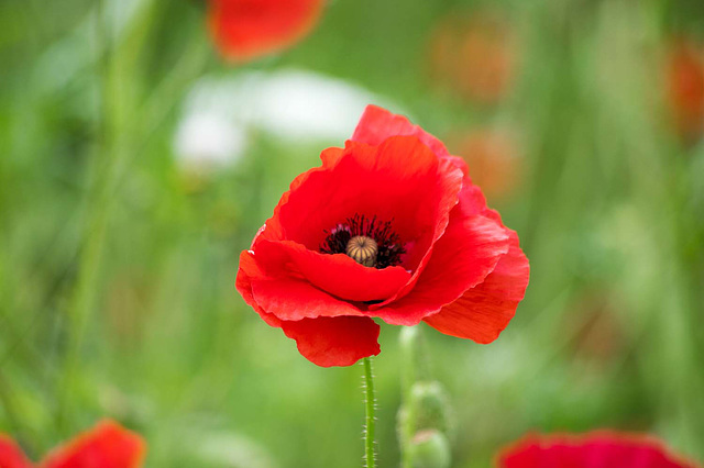 Poppy from the wildflower garden