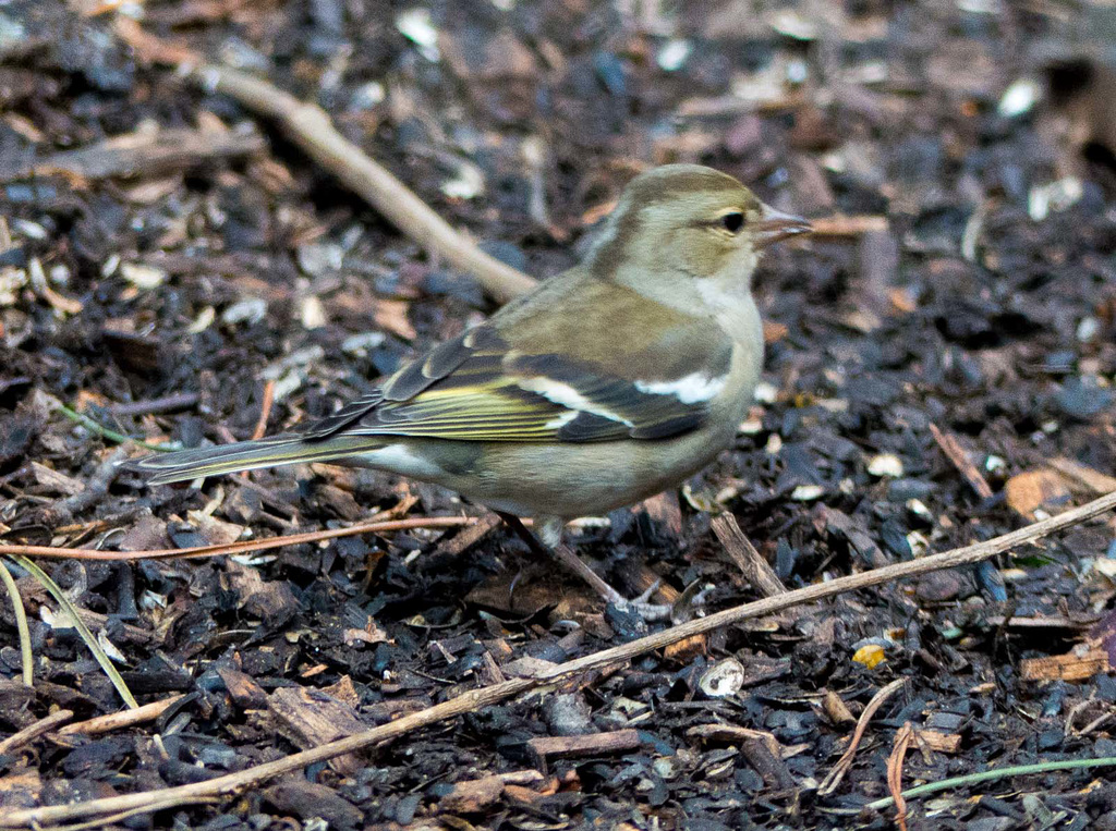 Chaffinch