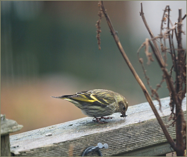 Green-morph pine siskin