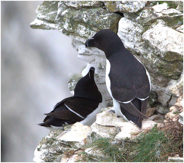 EF7A9593 -1Razorbills