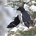 EF7A9593 -1Razorbills