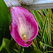 20220724 1546CPw [D~LIP] Gefleckte Calla (Zantedeschia albomaculata), Grüne Stinkwanze (Palomena prasina), Bad Salzuflen