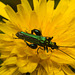 EF7A9850 Thick Legged Beetle