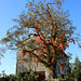 Ein Nußbaum, herbstlich dekoriert