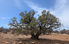 Arbre marocain / Moroccan tree