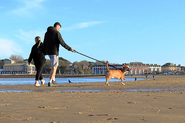 EOS 90D Peter Harriman 18 02 32 03140 dogOnBeach dpp
