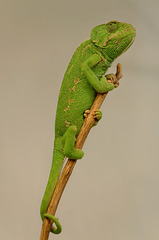 Caméléon