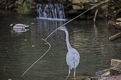 20160303 0205VRAw [D~BI] Graureiher (Ardea cinerea), Tierpark Olderdissen, Bielefeld