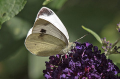 20160717 2037VRTw [D~LIP] Kleiner Kohlweißling (Pieris rapae), Bad Salzuflen