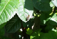 swarms of hoverflies