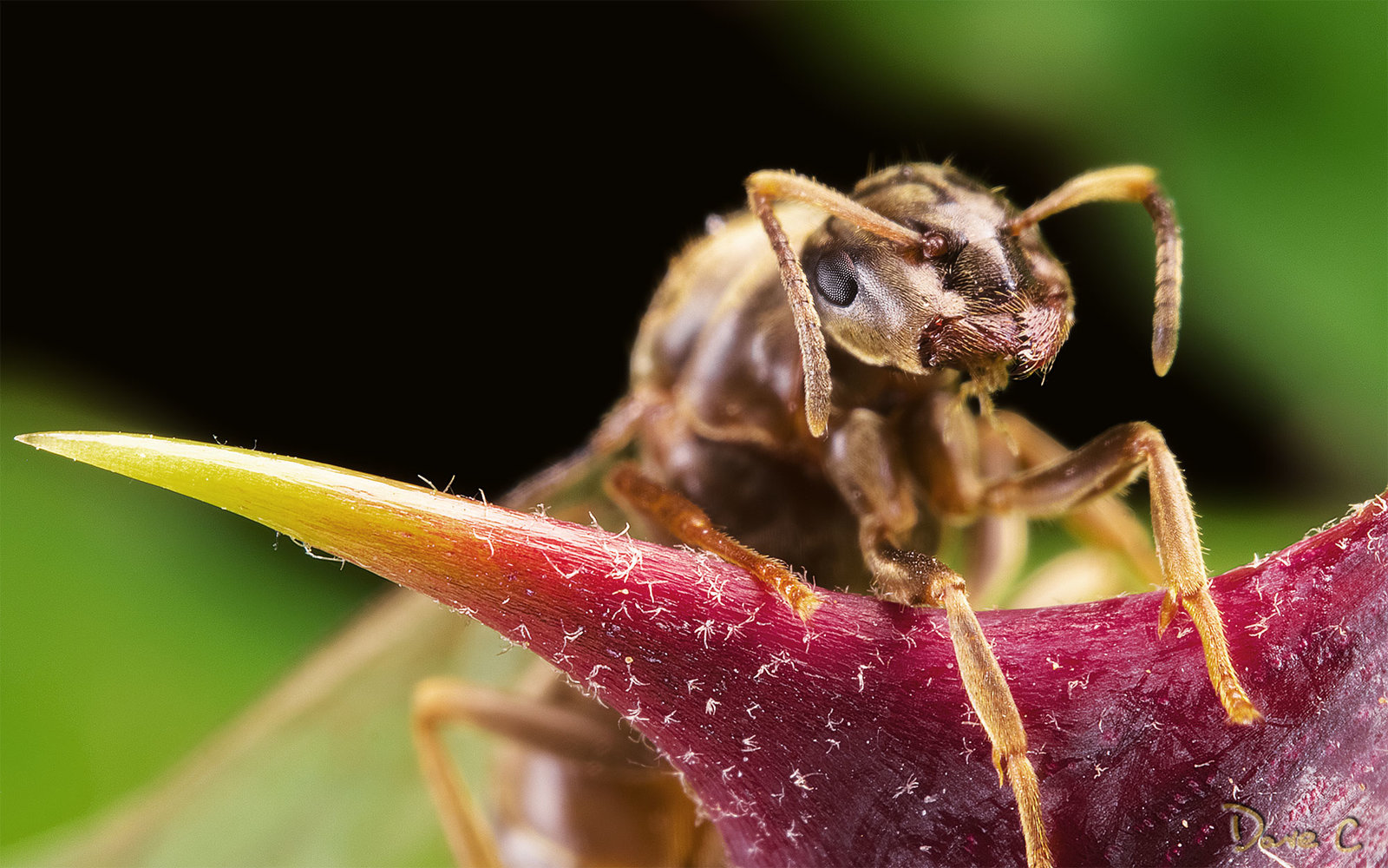 Flying Ant