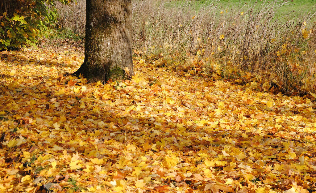 gelber Herbst