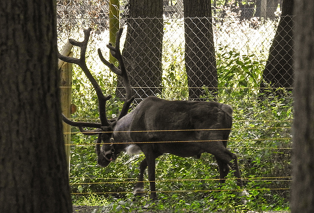 20190822 5493CPw [D~H] Rentier (Rangifer tarandus) [Ren], Wisentgehege, Springe