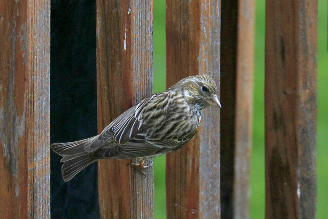 Cassin's Finch