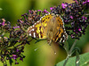 20090714 4514DSCw [D~LIP] Distelfalter (Cynthia cardui), Bad Salzuflen