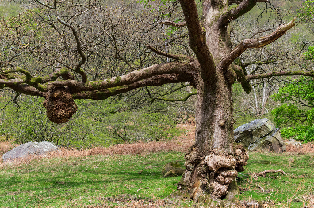 Brotherswater: Oak tree with Rowan growing through it -5726