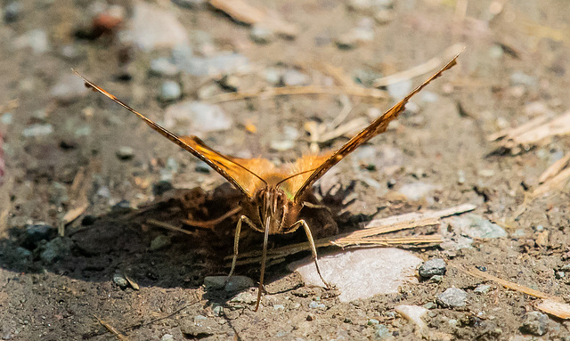 Comma butterfly