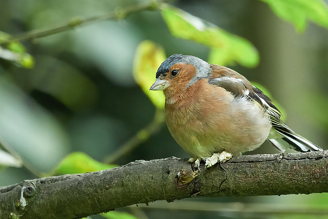 Chaffinch - Fringilla coelebs