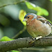 Chaffinch - Fringilla coelebs