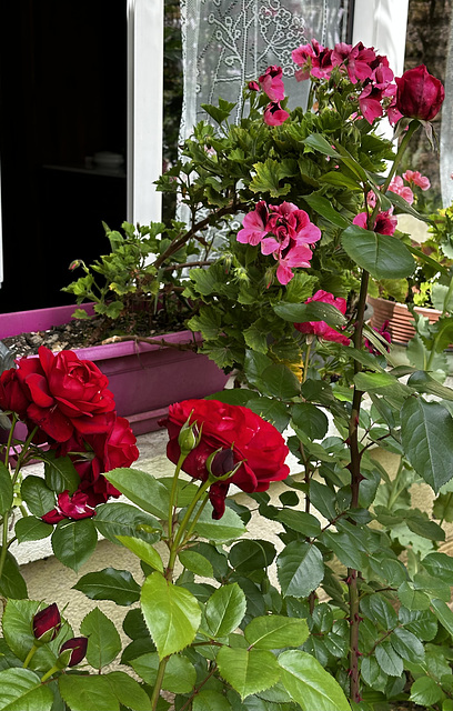 Bonne fête à toutes les  Mamans