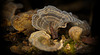 Am Baumstamm hat die Schmetterlings-Tramete(Trametes versicolor)ihren Platz gefunden!The butterfly tramete(Trametes versicolor)has found its place on the tree trunk!Le papillon tramete(Trametes versicolor) a trouvé sa place sur le tronc de l'arbre!