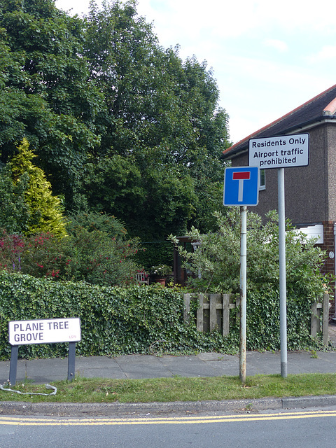 Plane Tree Grove - 16 July 2015