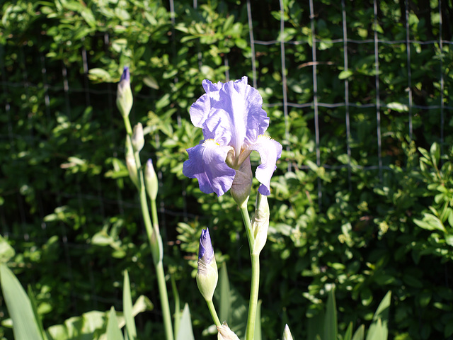 Iris germanica - summer 2013