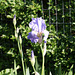 Iris germanica - summer 2013