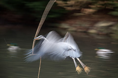 20160303 0206VRAw [D~BI] Graureiher (Ardea cinerea), Tierpark Olderdissen, Bielefeld