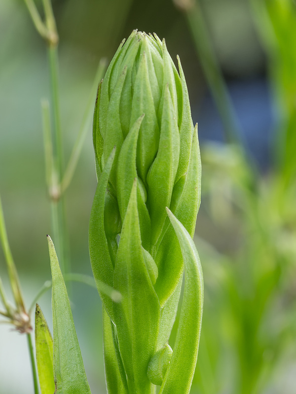 Habenaria repens (Water-spider orchid)