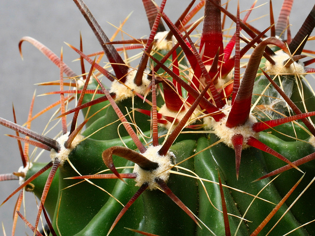 Ferocactus latispinus