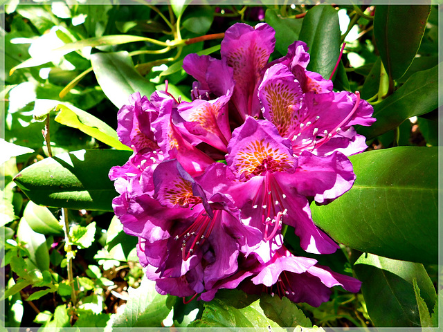 Au jardin des Saules à Saint André des Eaux (22)