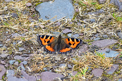 Small Tortoiseshell