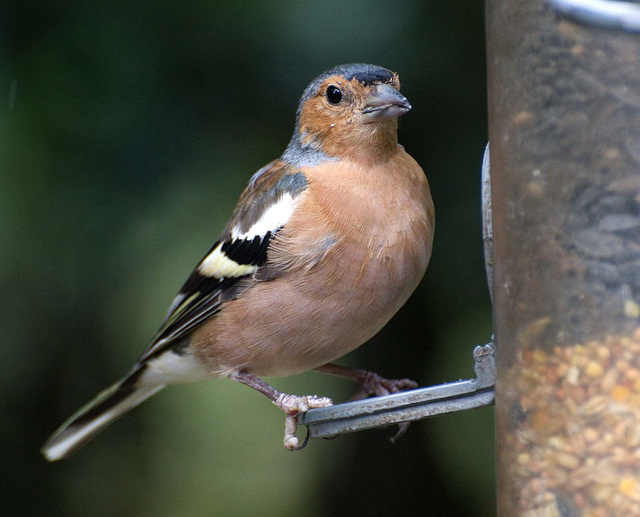 Chaffinch9